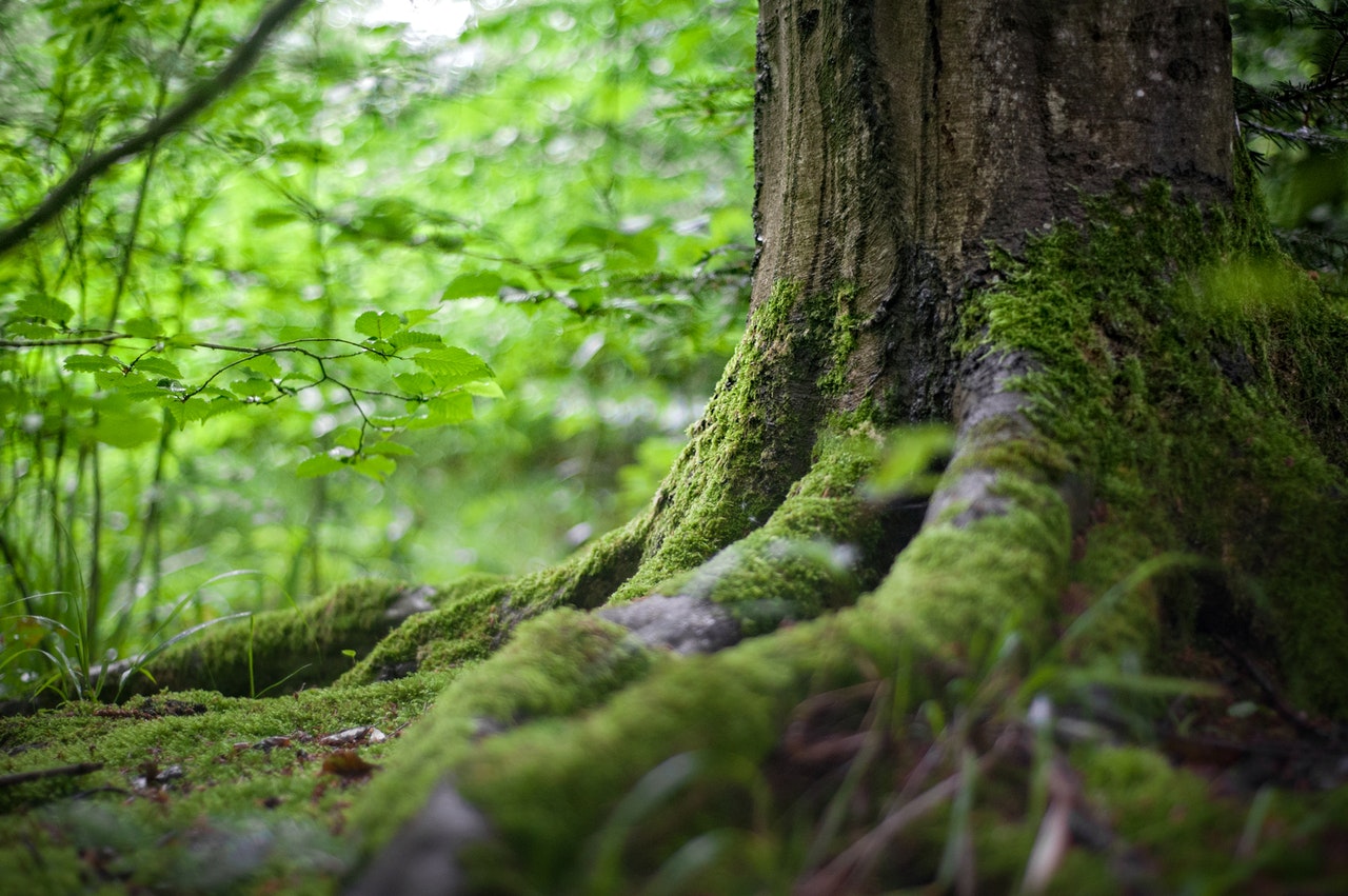 安踏集团宣布携手WWF 将致力于野生动物及生态环境保护
